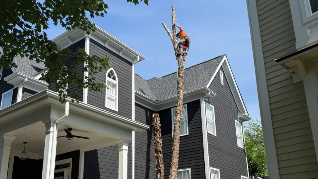 Professional arborist safely removing tree branches from a large residential tree