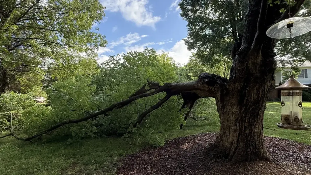 A large section of a tree on the ground while the remaining part hasn't fallen, a house nearby in the background