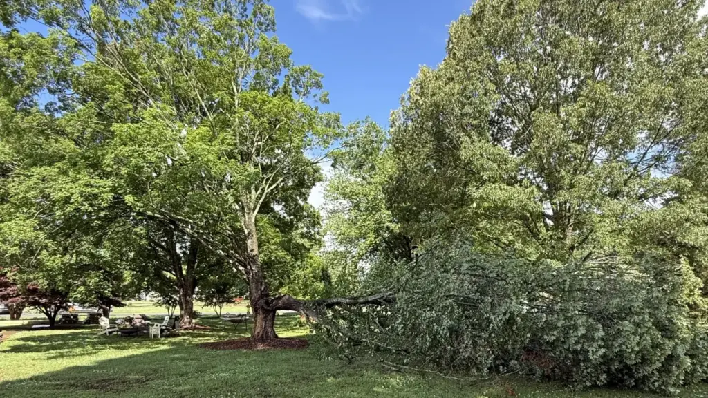 A massive oak tree split down the middle, with half of the tree on the ground and the other half hanging on precariously