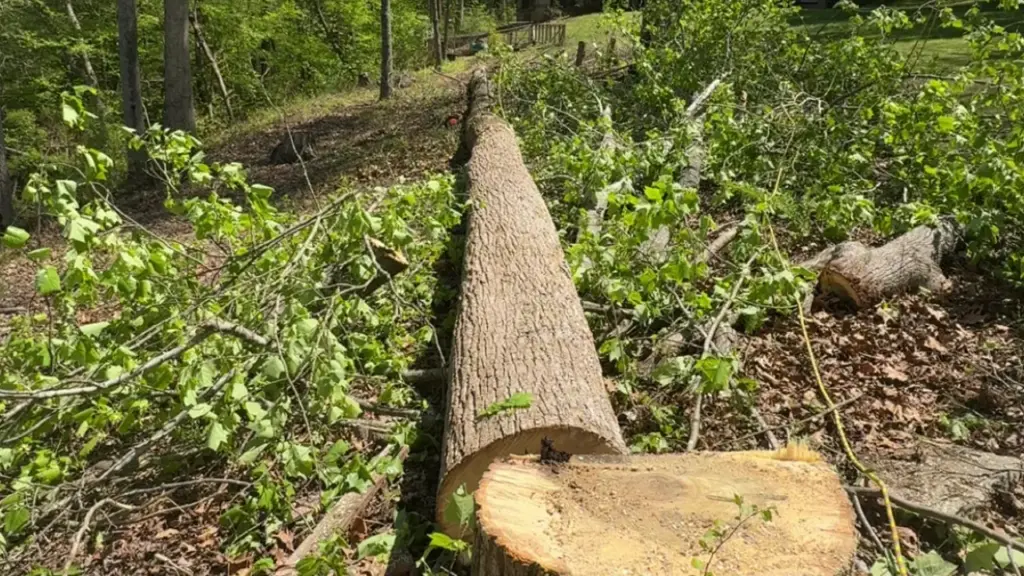 A downed tree on the ground, ready to be taken away