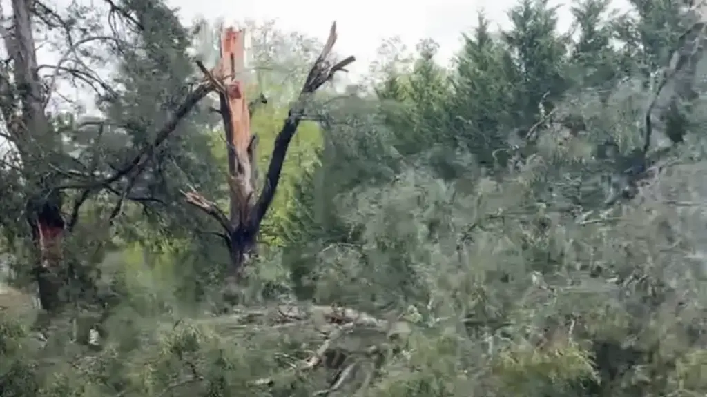 A snapped tree with the exposed trunk and downed branches around it