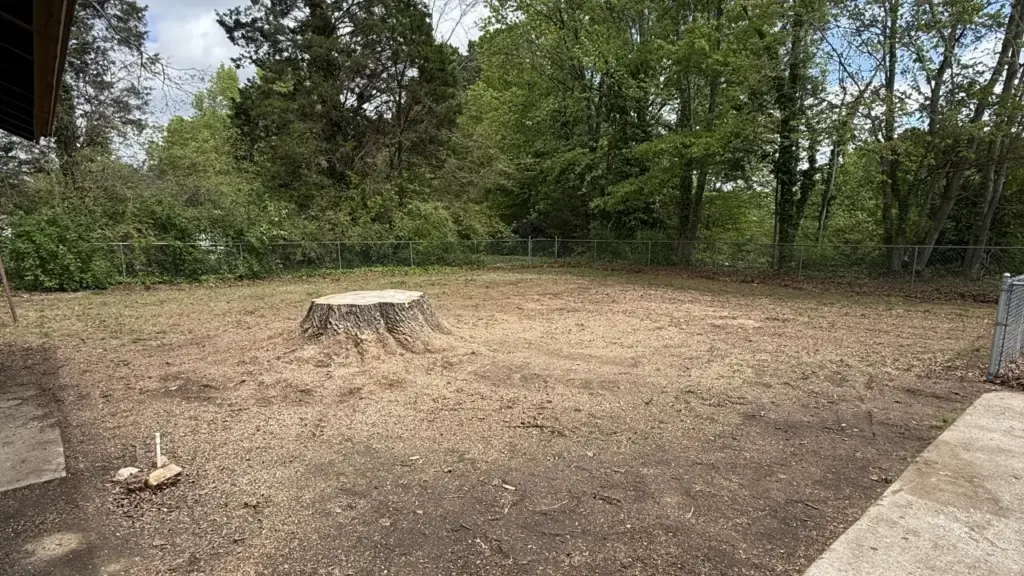 A large tree stump with clearly visible roots sits in an empty lot; the leftover roots need to be ground down before other planting can be put in