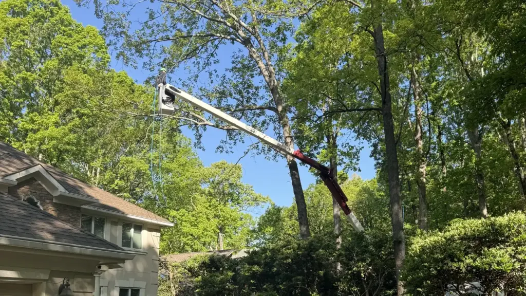 A large crane hoists a tree trimmer up high to trim overgrown trees