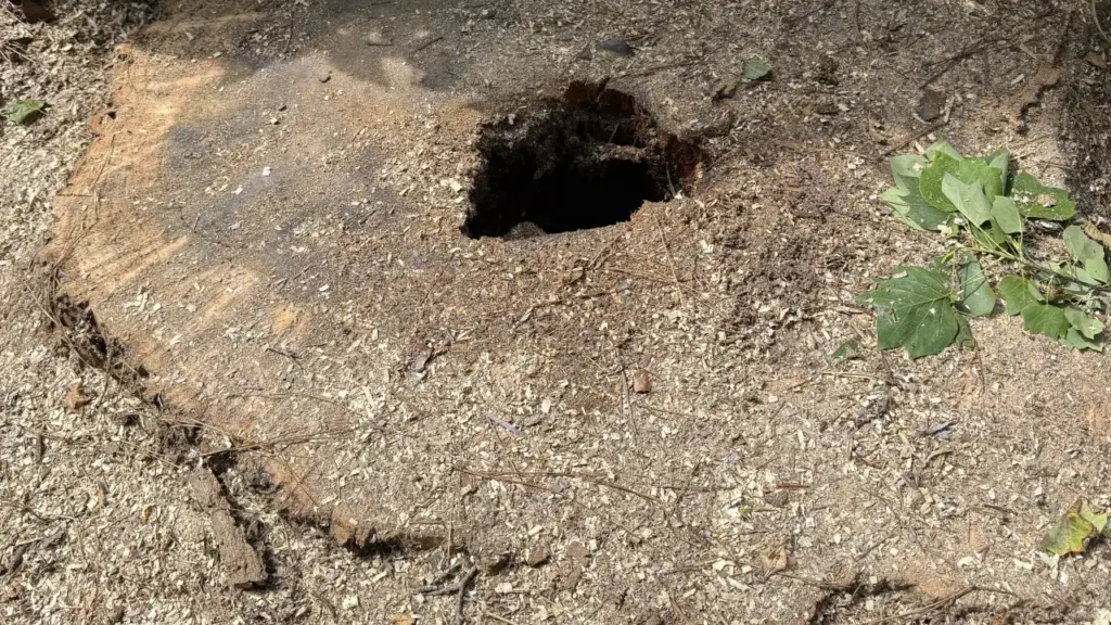 A close up of a single tree stump in the ground, prepared for removal