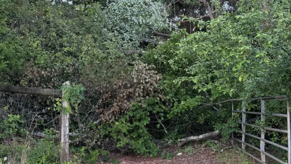 A mass of trees in a pile after a bad storm that are blocking a dirt driveway