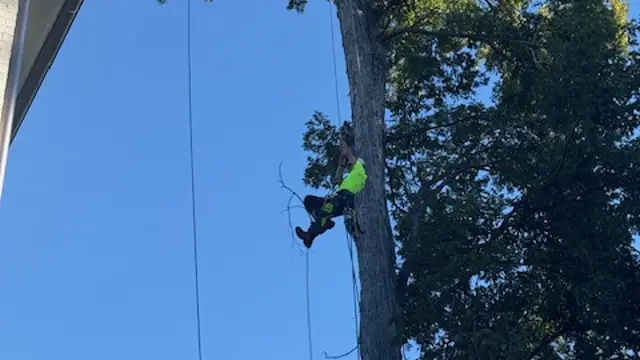 An arborist prunes trees ahead of a storm to mitigate damage