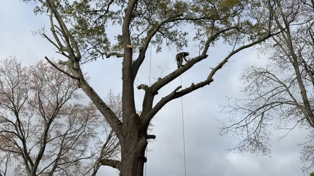An arborist high in a tree cutting limbs off