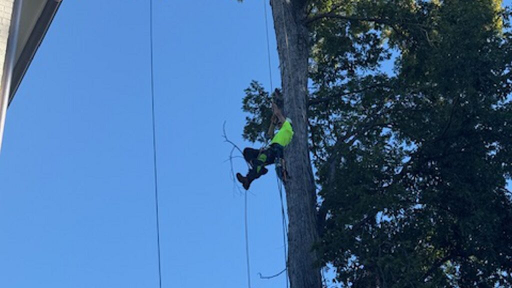 A tree specialist provides an assortment of tree services